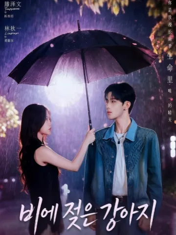 비에 젖은 강아지